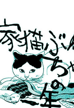 家猫小文的一年的封面图